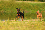 Deutsche Pinscher