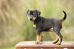 Deutscher Pinscher Welpe