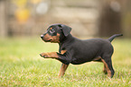 Deutscher Pinscher Welpe