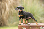 Deutscher Pinscher Welpe