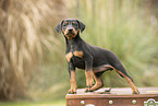 Deutscher Pinscher Welpe