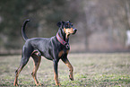 Deutscher Pinscher