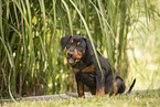 Deutscher Pinscher  Welpe