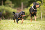 Deutsche Pinscher