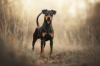 Deutscher Pinscher