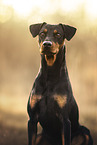 Deutscher Pinscher