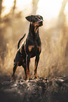 Deutscher Pinscher