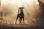 Deutscher Pinscher