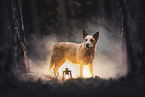 Australian Cattle Dog