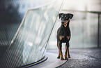 Deutscher Pinscher