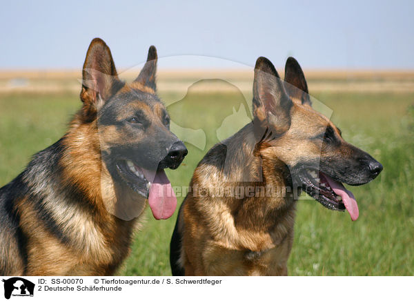 2 Deutsche Schferhunde / 2 German Shepherds / SS-00070