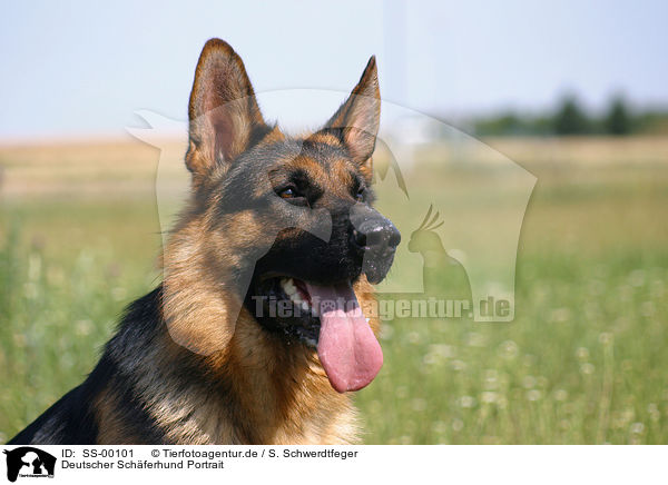 Deutscher Schferhund Portrait / German Shepherd portrait / SS-00101