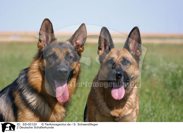 2 Deutsche Schferhunde / 2 German Shepherds / SS-00120