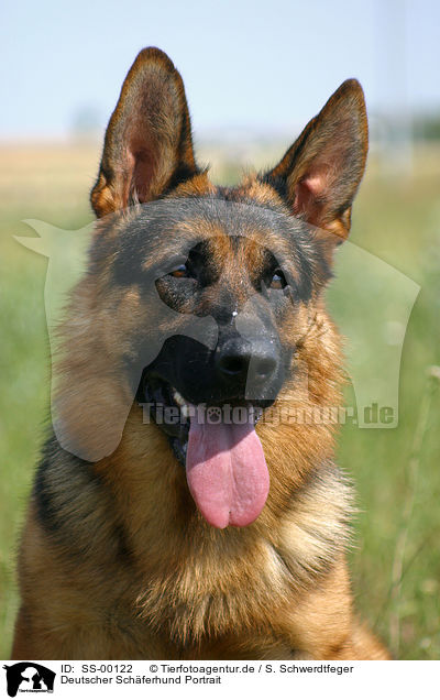 Deutscher Schferhund Portrait / SS-00122