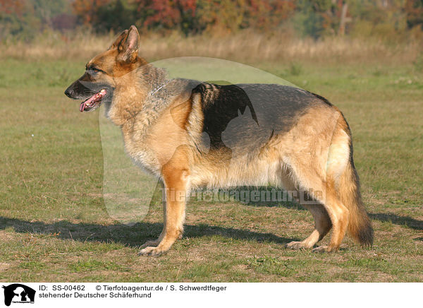 stehender Deutscher Schferhund / standing German Shepherd / SS-00462