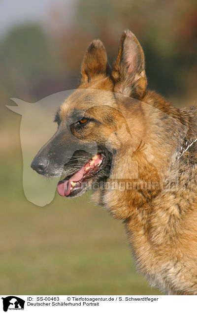 Deutscher Schferhund Portrait / German Shepherd Portrait / SS-00463