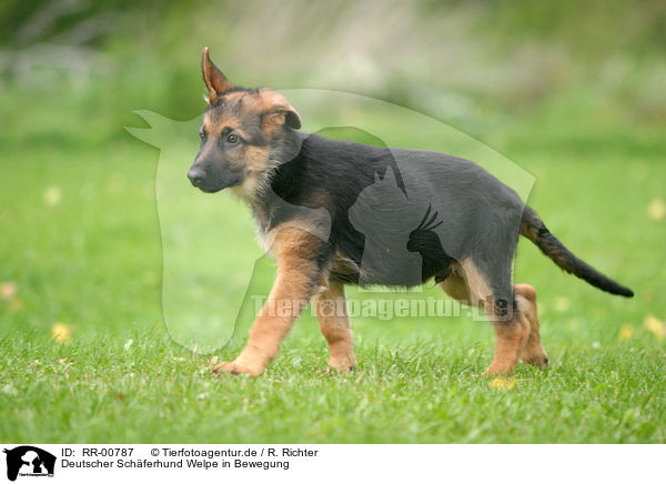 Deutscher Schferhund Welpe in Bewegung / RR-00787
