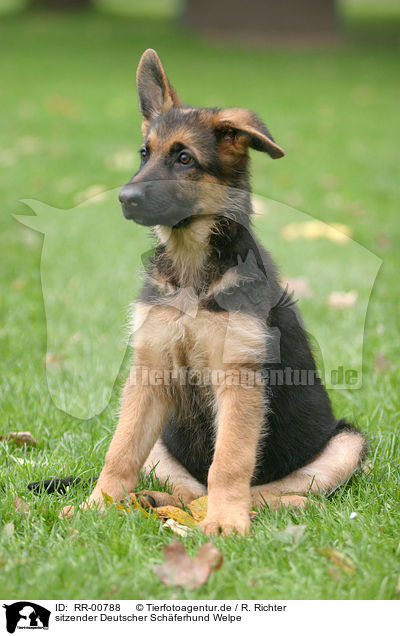 sitzender Deutscher Schferhund Welpe / sitting German Shepherd Puppy / RR-00788