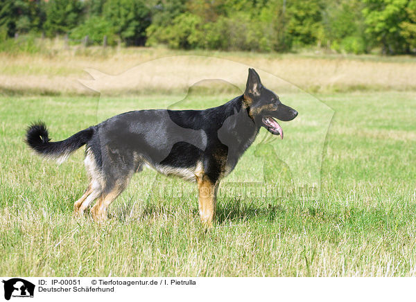 Deutscher Schferhund / IP-00051
