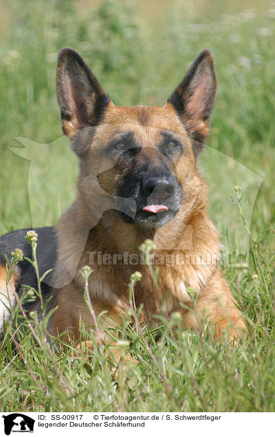 liegender Deutscher Schferhund / lying German Shepherd / SS-00917