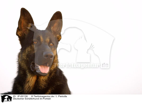 Deutscher Schferhund im Portrait / German Shepherd / IP-00138