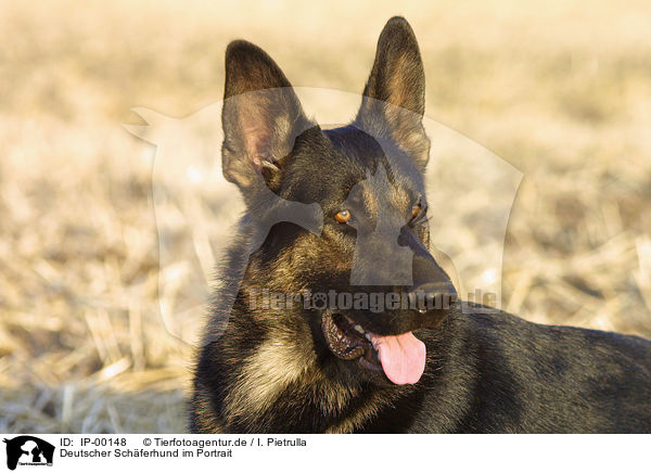 Deutscher Schferhund im Portrait / German Shepherd / IP-00148