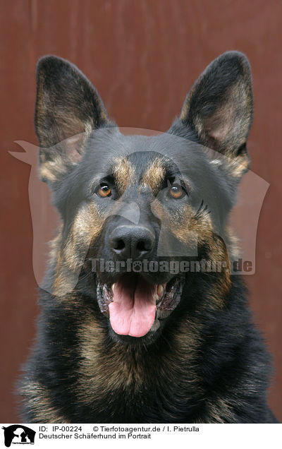 Deutscher Schferhund im Portrait / Portrait of a German Shepherd / IP-00224