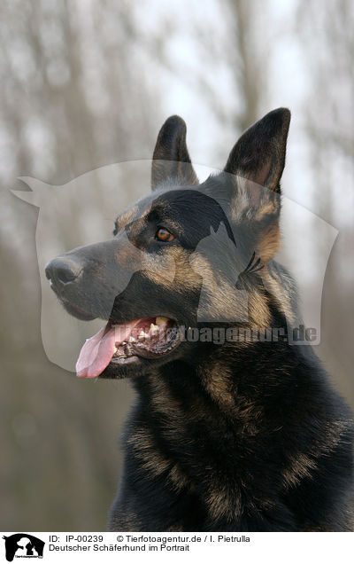 Deutscher Schferhund im Portrait / Portrait of a German Shepherd / IP-00239