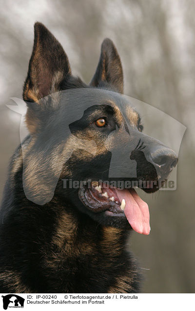 Deutscher Schferhund im Portrait / Portrait of a German Shepherd / IP-00240