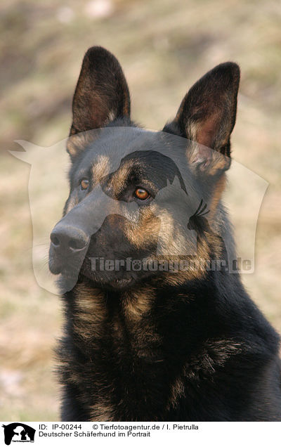 Deutscher Schferhund im Portrait / Portrait of a German Shepherd / IP-00244