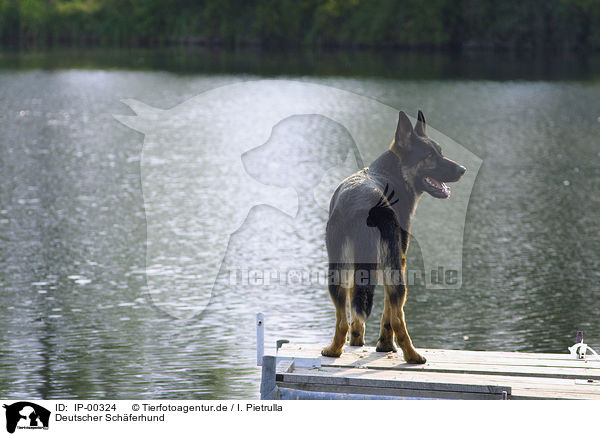 Deutscher Schferhund / German Shepherd / IP-00324