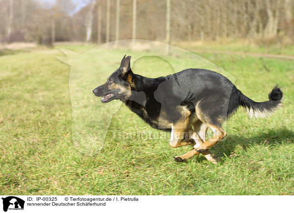 rennender Deutscher Sch�ferhund / running German Shepherd / IP-00325