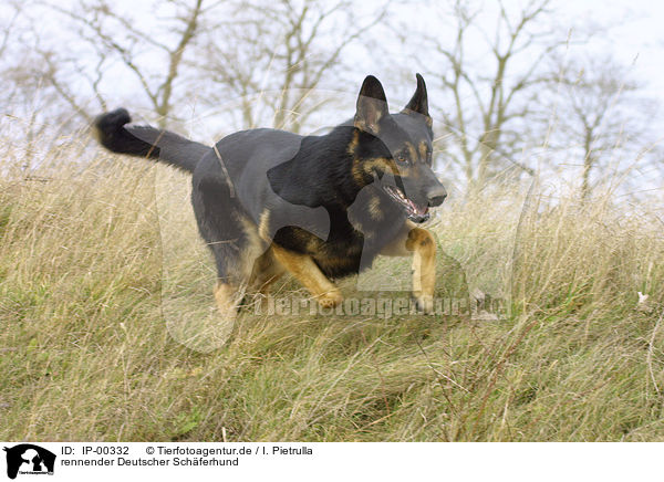 rennender Deutscher Schferhund / running German Shepherd / IP-00332