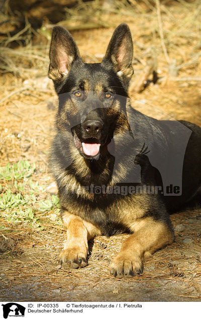 Deutscher Schferhund / German Shepherd / IP-00335