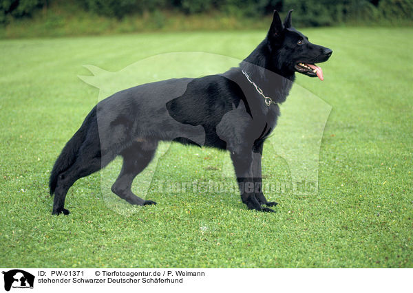 stehender Schwarzer Deutscher Schferhund / PW-01371