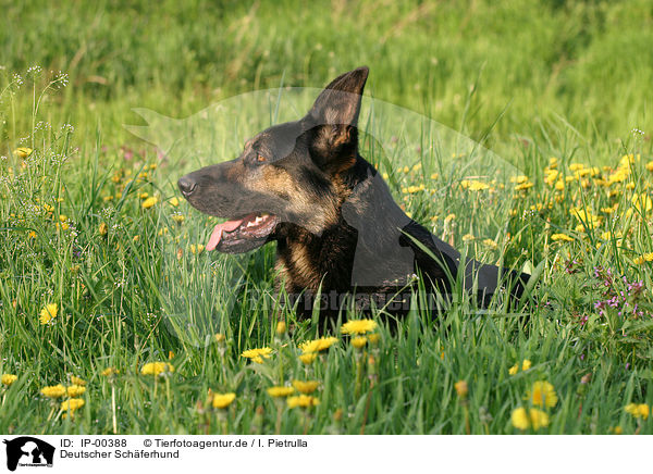 Deutscher Schferhund / German Shepherd / IP-00388