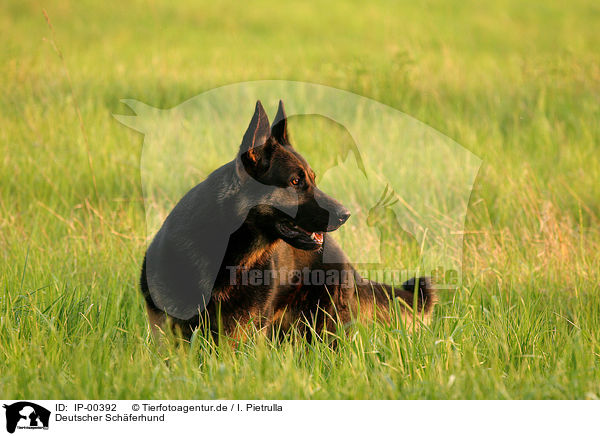 Deutscher Schferhund / German Shepherd / IP-00392