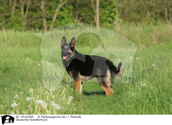 Deutscher Schferhund / German Shepherd / IP-00395