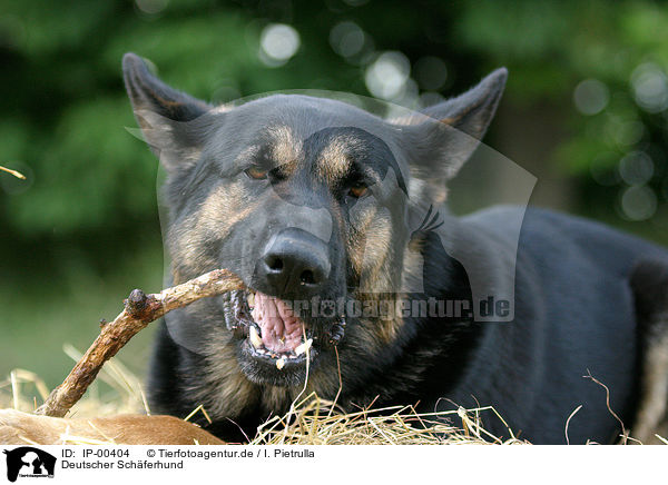Deutscher Schferhund / German Shepherd / IP-00404