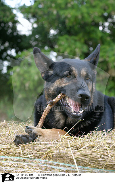 Deutscher Schferhund / German Shepherd / IP-00405