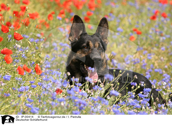 Deutscher Schferhund / German Shepherd / IP-00414