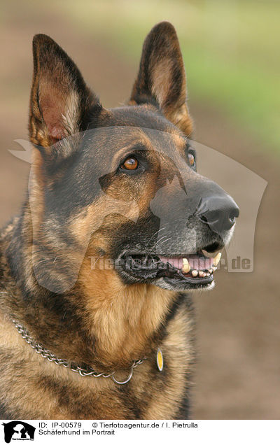 Sch�ferhund im Portrait / german shepherd / IP-00579