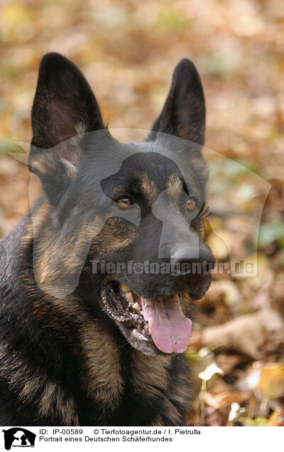 Portrait eines Deutschen Schferhundes / IP-00589