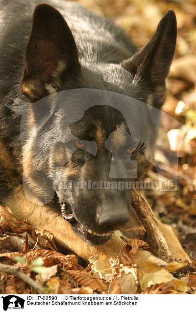 Deutscher Schferhund knabbern am Stckchen / IP-00590