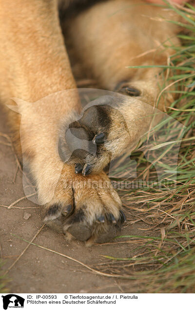 Pftchen eines Deutscher Schferhund / IP-00593