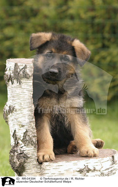sitzender Deutscher Schferhund Welpe / RR-04394