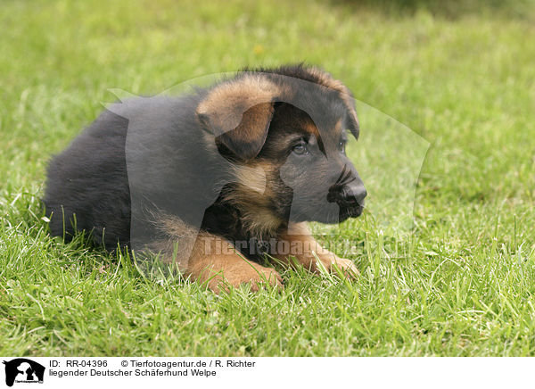 liegender Deutscher Schferhund Welpe / RR-04396