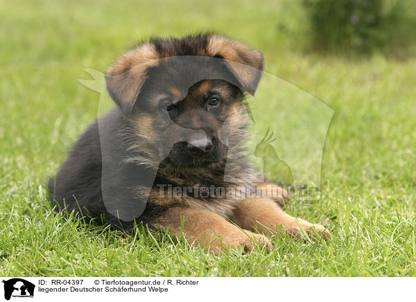 liegender Deutscher Schferhund Welpe / RR-04397