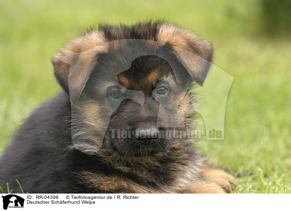 Deutscher Schferhund Welpe / RR-04398