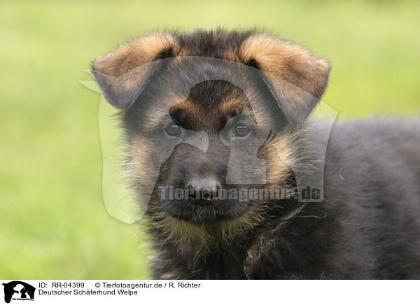Deutscher Schferhund Welpe / RR-04399